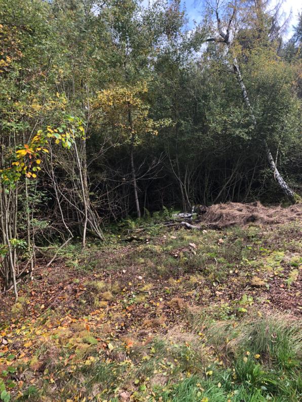 výřez invazivní vrby Horní město - skály